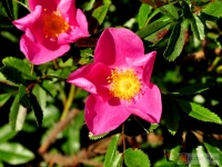 Rosa nitida -- Glanz-Rose